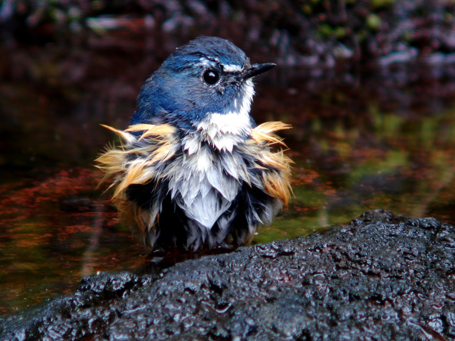 むらってぃー」幸せの青い鳥写真集 | ネイチャーランド能勢 体験 